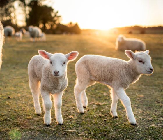Lambs in a paddock at sunrise